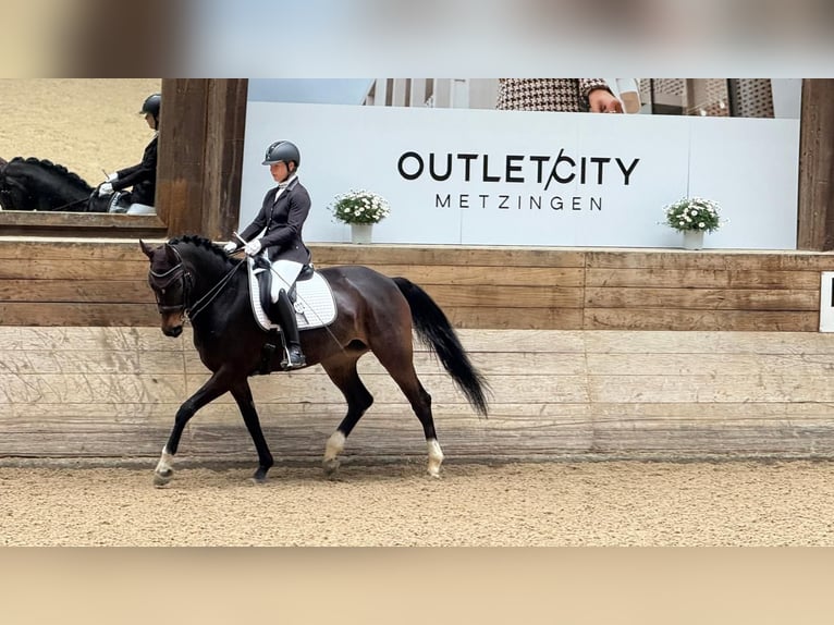 Koń hanowerski Klacz 8 lat 165 cm Ciemnogniada in Pfullingen