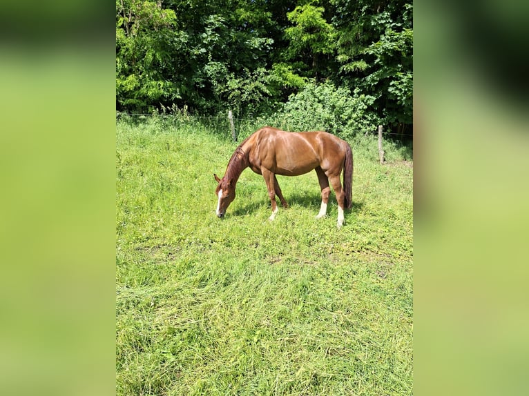 Koń hanowerski Klacz 8 lat 165 cm Ciemnokasztanowata in Garbsen