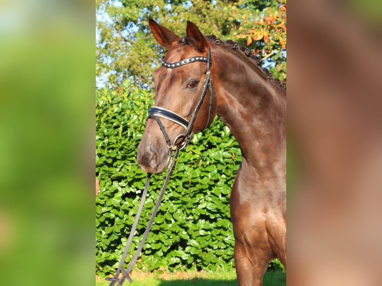 Koń hanowerski Klacz 8 lat 165 cm Ciemnokasztanowata in Selsingen