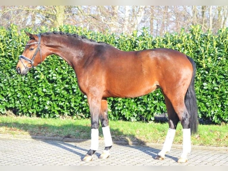 Koń hanowerski Klacz 8 lat 165 cm Gniada in Selsingen