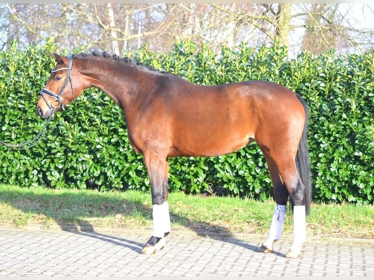 Koń hanowerski Klacz 8 lat 165 cm Gniada in Selsingen