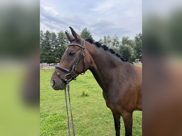 Koń hanowerski Klacz 8 lat 165 cm Gniada in Liebenau