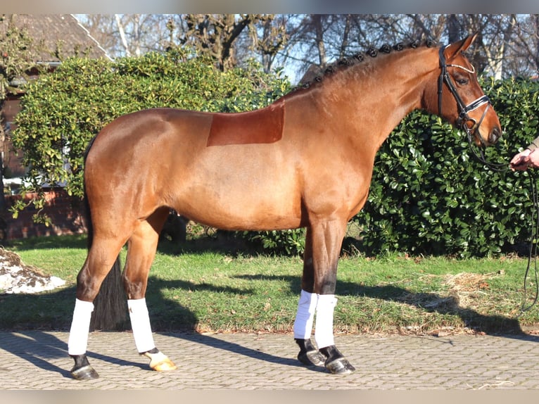 Koń hanowerski Klacz 8 lat 165 cm Gniada in Selsingen