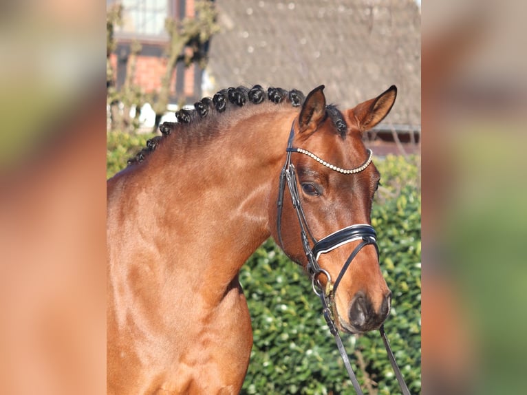 Koń hanowerski Klacz 8 lat 165 cm Gniada in Selsingen