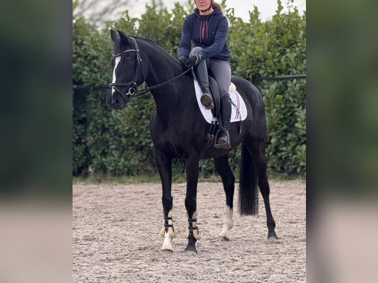 Koń hanowerski Klacz 8 lat 165 cm Kara in Someren