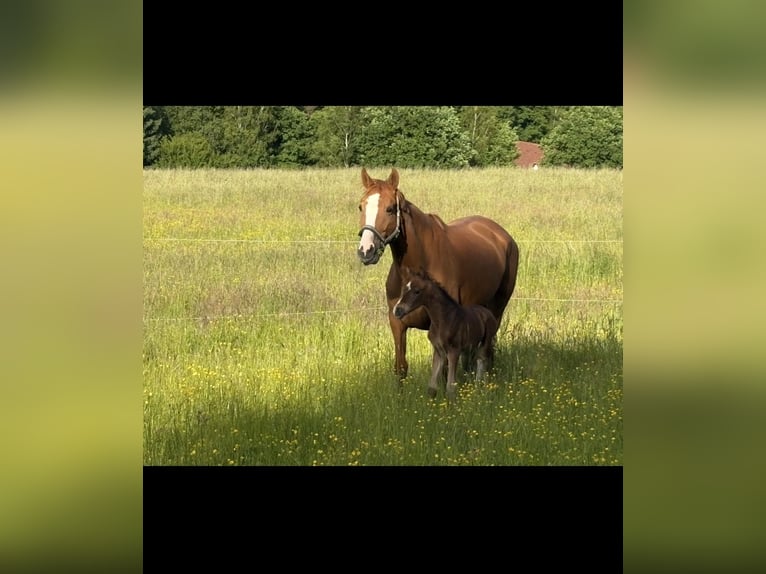 Koń hanowerski Klacz 8 lat 165 cm Kasztanowata in Wald-Michelbach