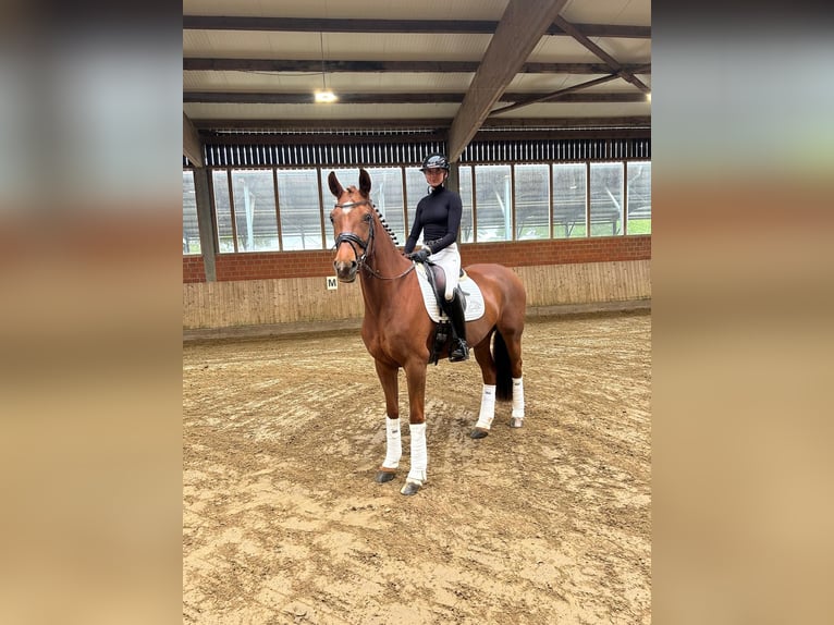 Koń hanowerski Klacz 8 lat 166 cm Kasztanowata in Telgte