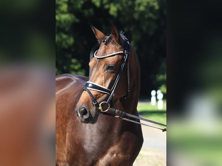 Koń hanowerski Klacz 8 lat 167 cm Ciemnogniada in Selsingen