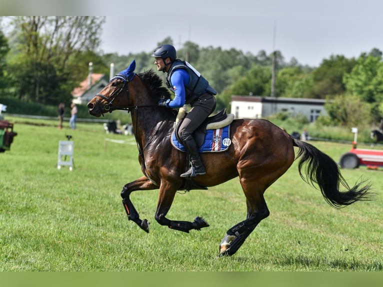 Koń hanowerski Klacz 8 lat 167 cm Gniada in Acworth