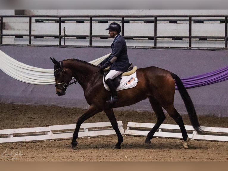 Koń hanowerski Klacz 8 lat 167 cm Gniada in Acworth