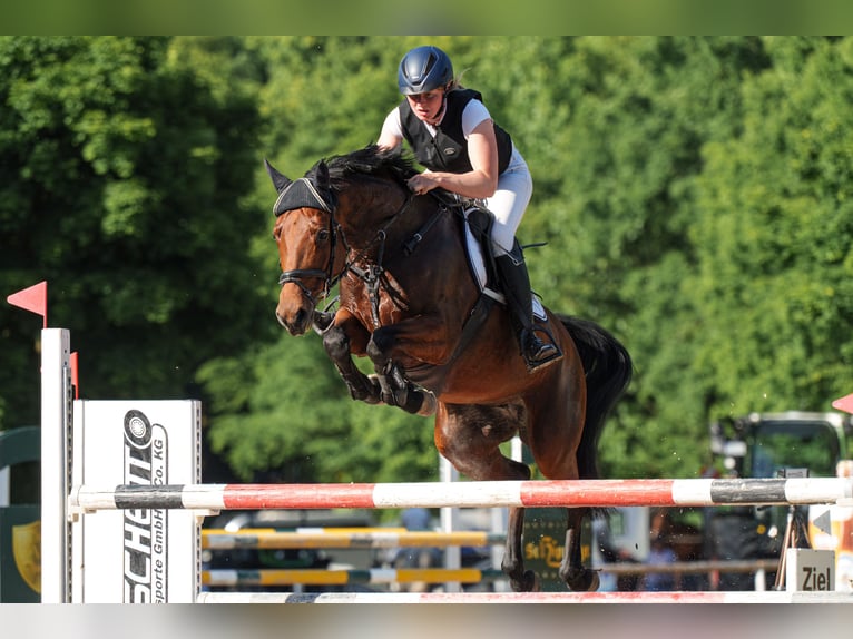 Koń hanowerski Klacz 8 lat 167 cm Gniada in Schenklengsfeld