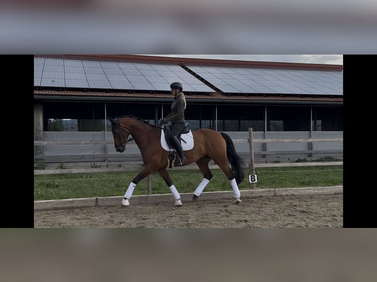 Koń hanowerski Klacz 8 lat 167 cm Gniada in Raubling