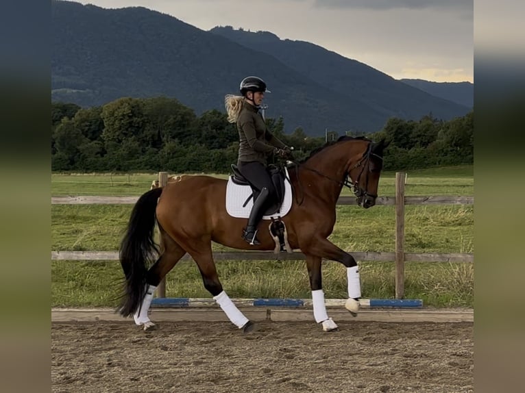 Koń hanowerski Klacz 8 lat 167 cm Gniada in Raubling