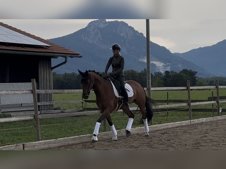 Koń hanowerski Klacz 8 lat 167 cm Gniada in Raubling