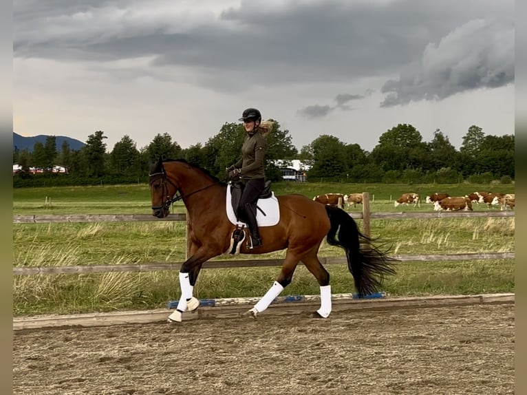 Koń hanowerski Klacz 8 lat 167 cm Gniada in Raubling