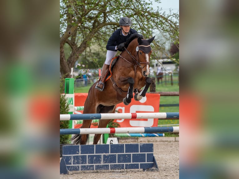Koń hanowerski Klacz 8 lat 167 cm Gniada in Neukirchen-Vluyn