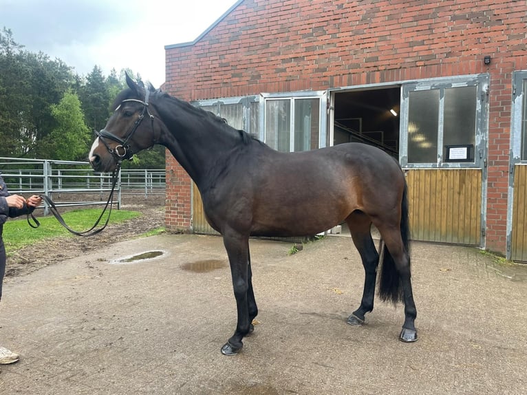 Koń hanowerski Klacz 8 lat 167 cm in Vechta