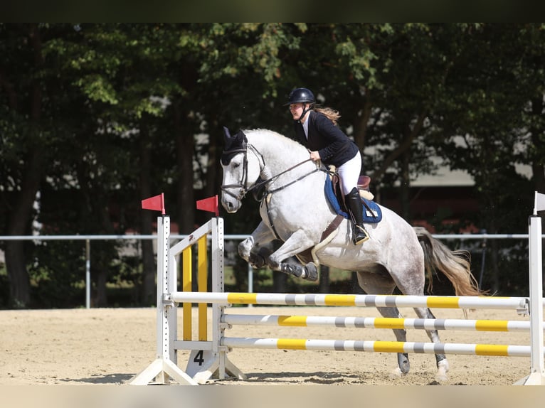 Koń hanowerski Klacz 8 lat 167 cm Siwa in Langenselbold
