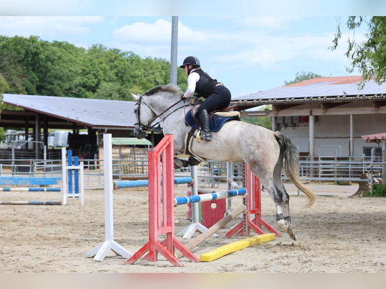 Koń hanowerski Klacz 8 lat 167 cm Siwa in Langenselbold