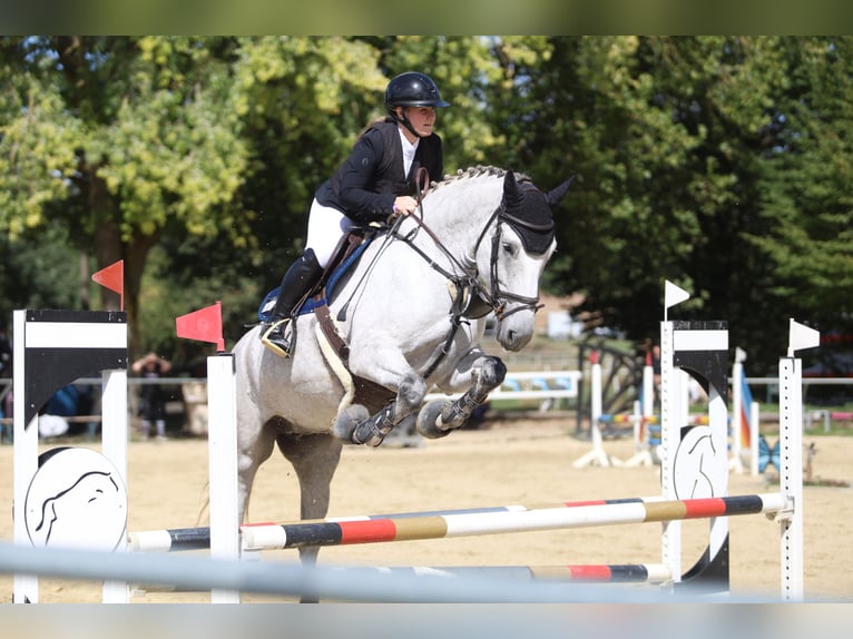 Koń hanowerski Klacz 8 lat 167 cm Siwa in Langenselbold