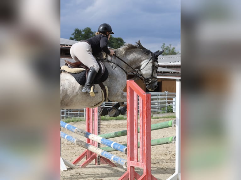 Koń hanowerski Klacz 8 lat 167 cm Siwa in Langenselbold