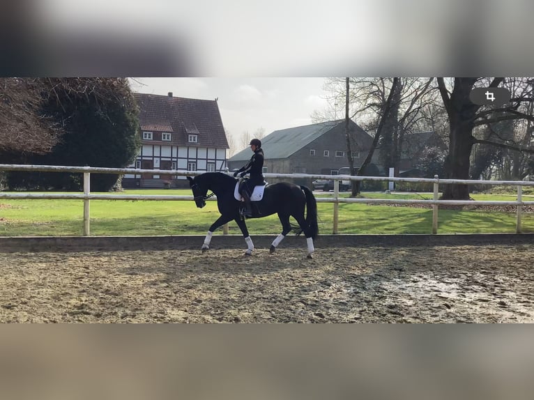 Koń hanowerski Klacz 8 lat 167 cm Skarogniada in Meinerzhagen Koń hanowerski Klacz 8 lat 167 cm Skarogniada in Meinerzhagen