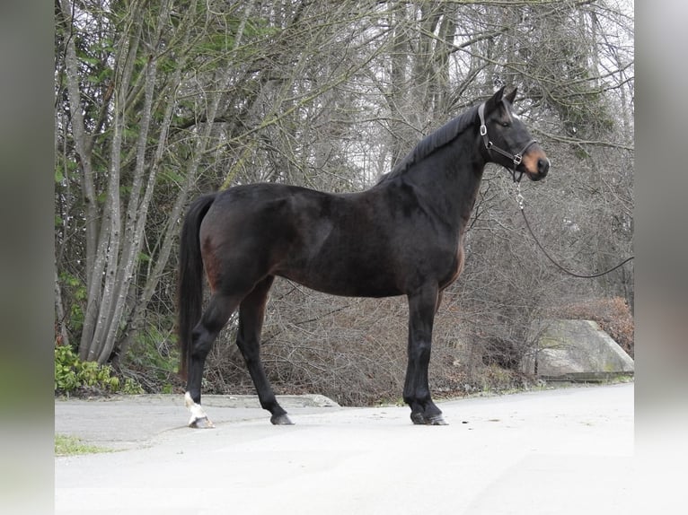 Koń hanowerski Klacz 8 lat 168 cm Ciemnogniada in Verl