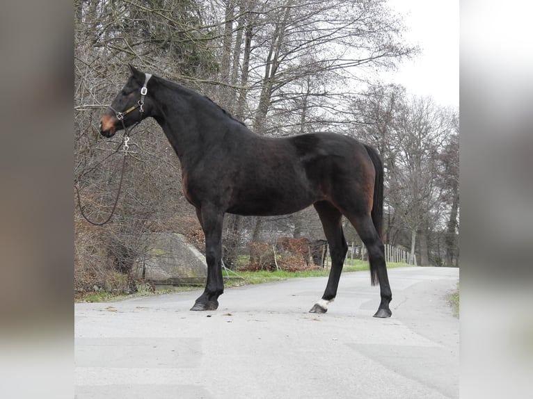 Koń hanowerski Klacz 8 lat 168 cm Ciemnogniada in Verl