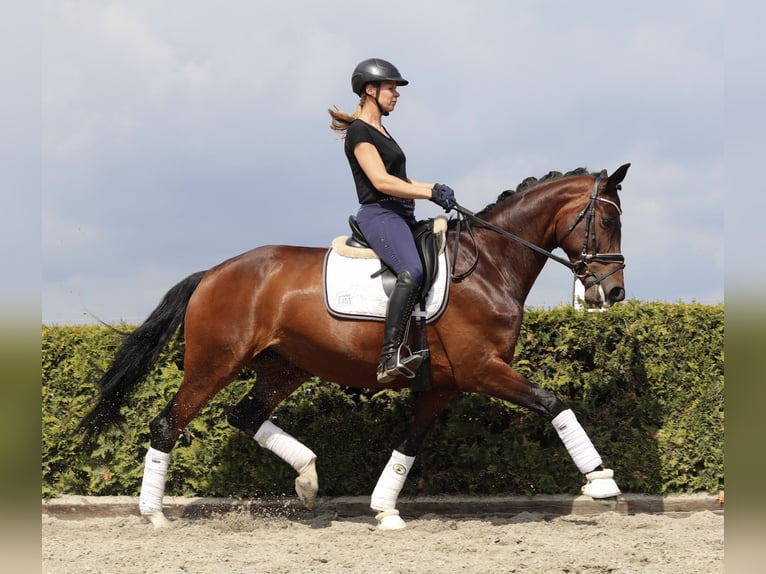 Koń hanowerski Klacz 8 lat 168 cm Ciemnogniada in Tiddische