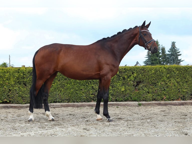 Koń hanowerski Klacz 8 lat 168 cm Ciemnogniada in Tiddische
