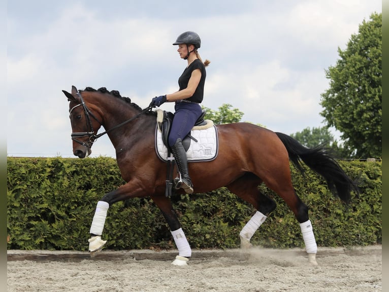 Koń hanowerski Klacz 8 lat 168 cm Ciemnogniada in Tiddische
