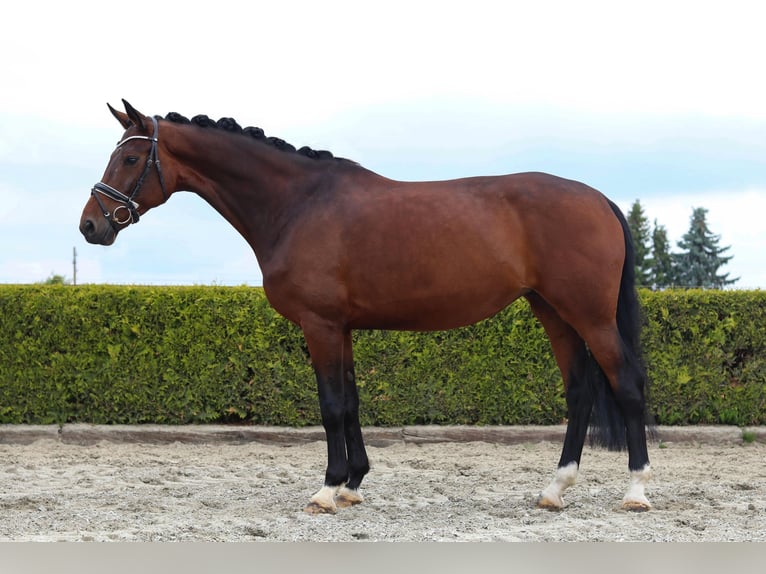 Koń hanowerski Klacz 8 lat 168 cm Ciemnogniada in Tiddische