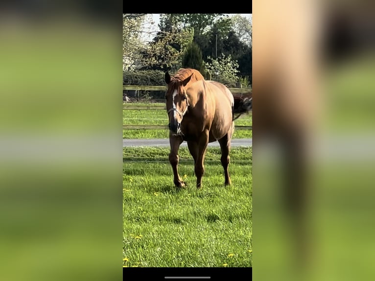 Koń hanowerski Klacz 8 lat 168 cm Ciemnokasztanowata in Langwedel