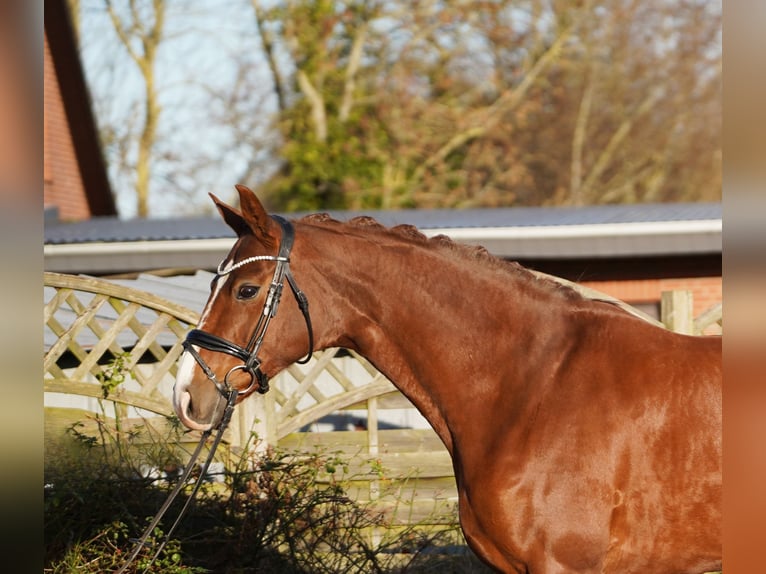Koń hanowerski Klacz 8 lat 168 cm Ciemnokasztanowata in Hohenfelde