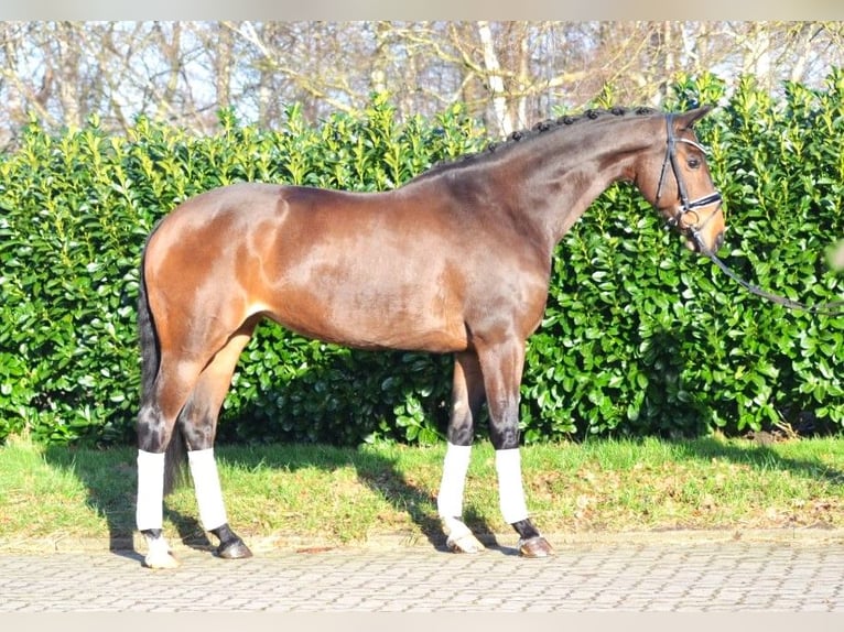 Koń hanowerski Klacz 8 lat 168 cm Gniada in Selsingen
