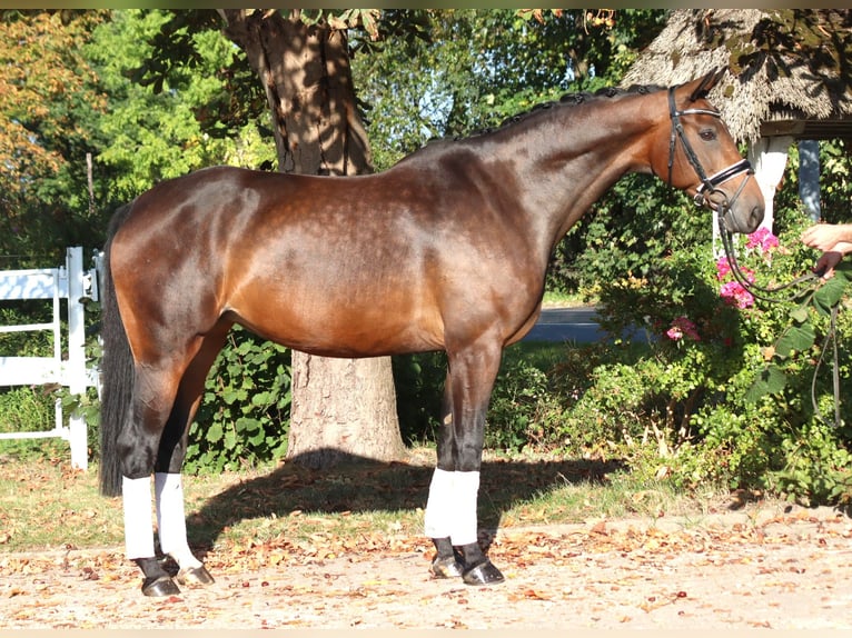 Koń hanowerski Klacz 8 lat 168 cm Gniada in Selsingen