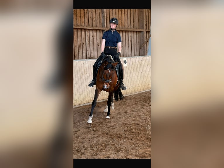Koń hanowerski Klacz 8 lat 168 cm Gniada in Dahlenburg
