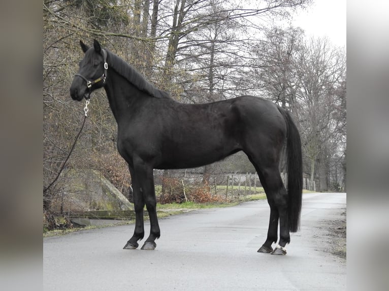 Koń hanowerski Klacz 8 lat 168 cm Kara in Verl