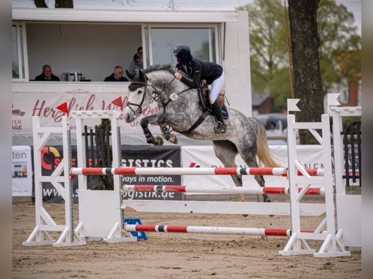 Koń hanowerski Klacz 8 lat 168 cm Siwa jabłkowita in Wuppertal