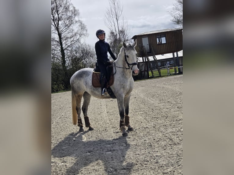 Koń hanowerski Klacz 8 lat 168 cm Siwa in Tostedt