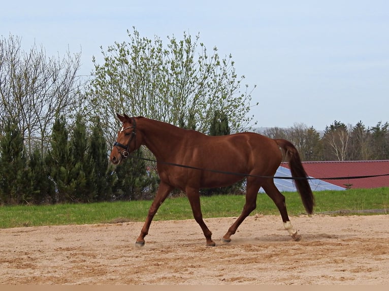 Koń hanowerski Klacz 8 lat 169 cm Ciemnokasztanowata in Vilseck