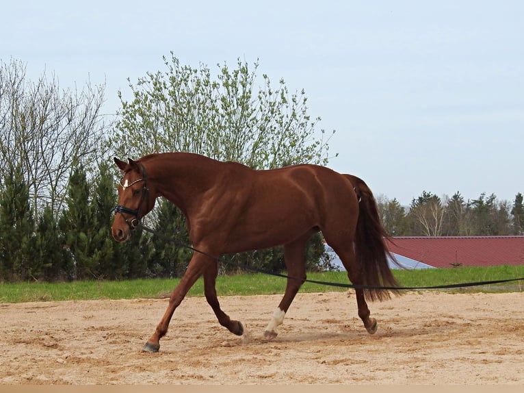 Koń hanowerski Klacz 8 lat 169 cm Ciemnokasztanowata in Vilseck