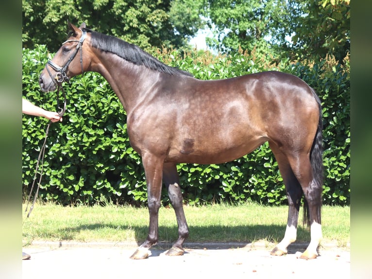 Koń hanowerski Klacz 8 lat 169 cm Gniada in Selsingen