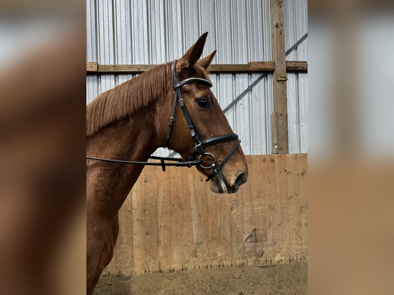 Koń hanowerski Klacz 8 lat 169 cm Kasztanowata in Kutenholz