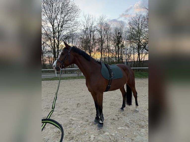 Koń hanowerski Klacz 8 lat 170 cm Ciemnogniada in Trier