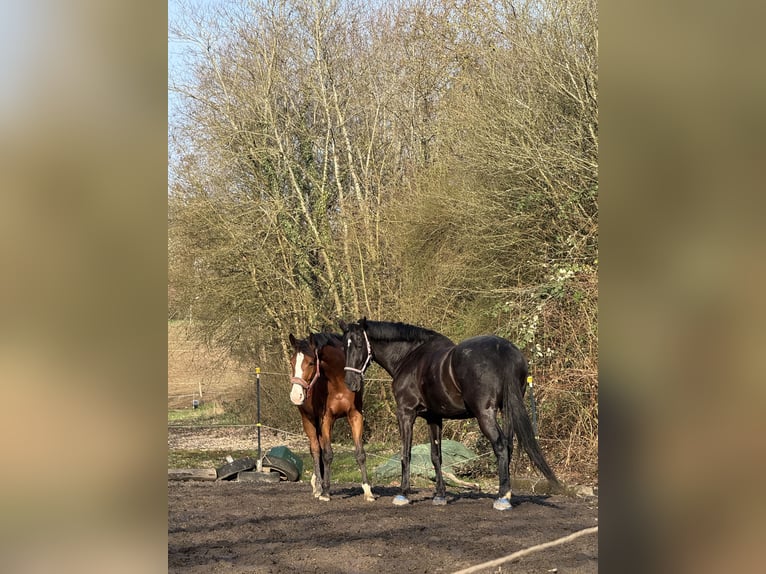 Koń hanowerski Klacz 8 lat 170 cm Ciemnogniada in Trier