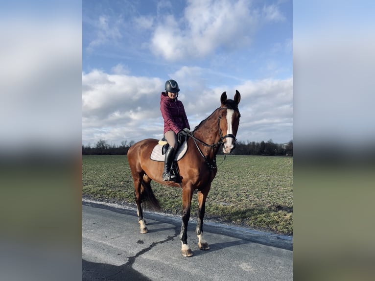 Koń hanowerski Klacz 8 lat 170 cm Gniada in Marktredwitz