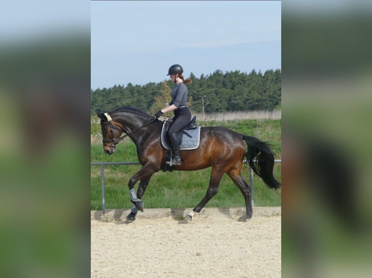 Koń hanowerski Klacz 8 lat 170 cm Gniada in Vechelde