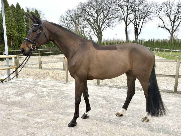Koń hanowerski Klacz 8 lat 170 cm Gniada in Westerstede