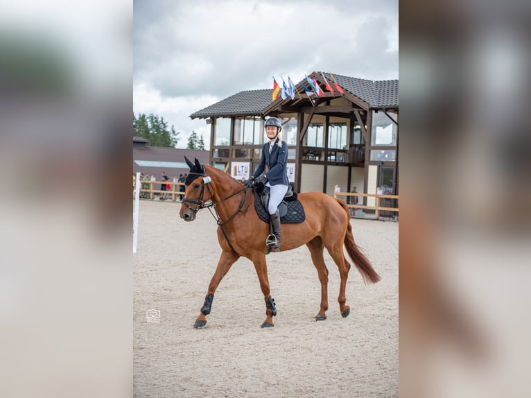 Koń hanowerski Klacz 8 lat 170 cm Kasztanowata in Pori